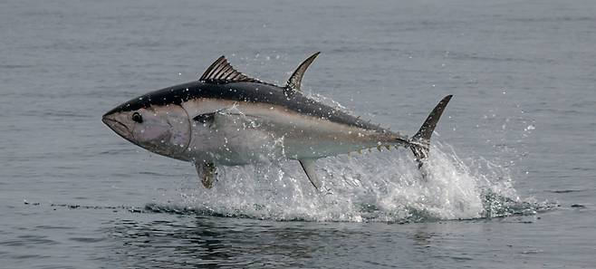바닷속의 오추마, 참치. 그물에 낚여 수명을 다하게 될 때까지 쉬지 않고 헤엄친다고 한다. /언스플래쉬