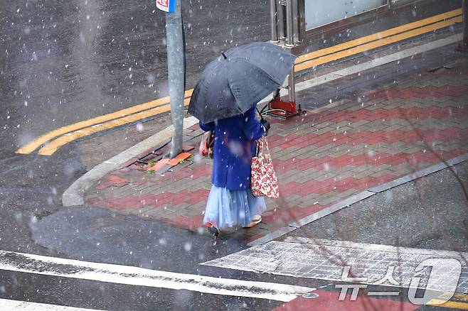 24일 오후부터 경북 포항시에도 눈이 내리자 우산을 쓴 시민이 북구청 앞 횡단보도를 건너가고 있다. 2026.2.24 ⓒ 뉴스1 최창호 기자