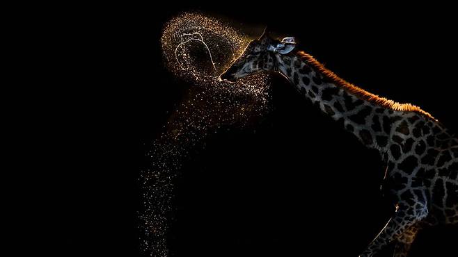 2026 세계 자연 사진 어워즈