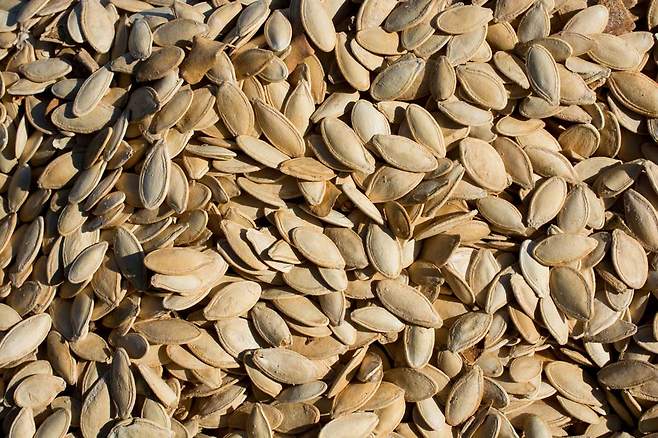 참치, 오징어, 호박씨는 닭가슴살만큼 단백질 함량이 많다. /클립아트코리아