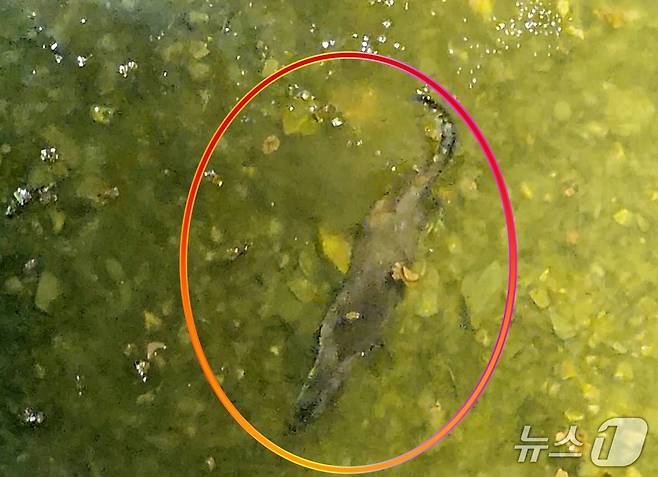 (괴산=뉴스1) 이성기 기자 = 충북 괴산군 주민의 도심 휴식처인 동진천에 멸종위기 야생생물 1급이자 천연기념물 330호 '수달'이 모습을 드러냈다.(괴산군 제공, 재판매 및 DB금지)/뉴스1