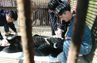 김정호 수의사가 강원도의 한 사육곰 농장에서 웅담 채취용 반달가슴곰을 구조하고 있다.(김정호 수의사 제공)