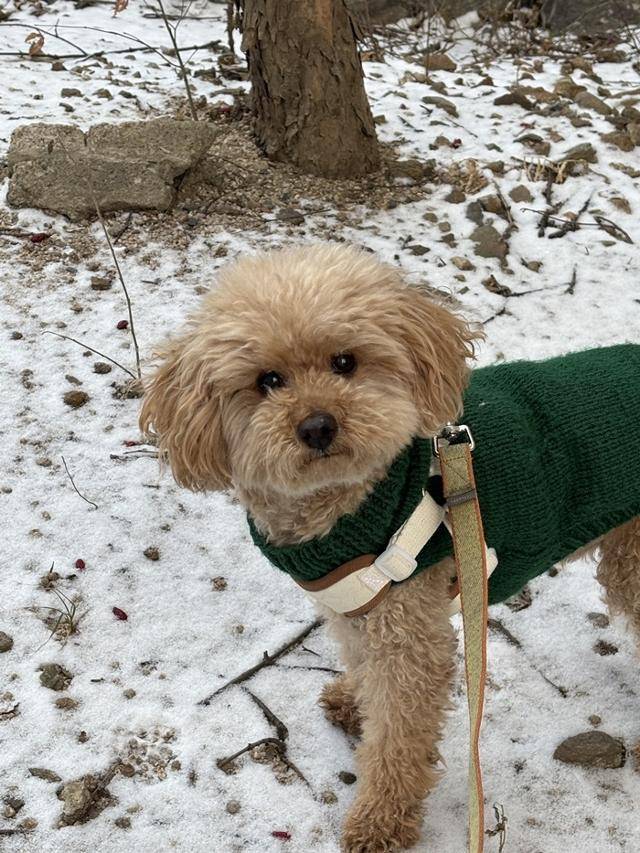 한국의 눈은 처음인 콤부. 보호자 제공
