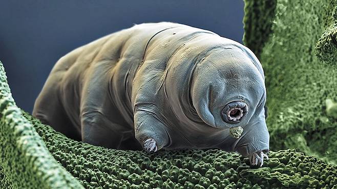 지구 최강의 동물로 불리는 물곰이 이끼를 붙잡고 있다. 물곰은 우주방사선도 견딘다. 유럽우주국(ESA)은 2007년 무인 우주선에 물곰을 실어 우주로 발사했다. 12일후 지구로 귀환한 물곰들에게 수분을 제공하자 일부가 살아났다. /Eye of Science