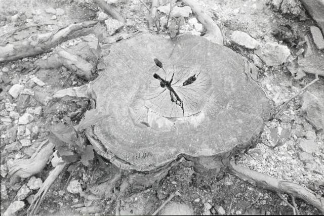 황금윤, 그루터기. 부산갤러리 제공