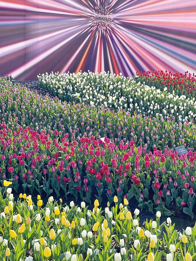 에버랜드 튤립축제 모습/이준규 에버랜드 식물콘텐츠그룹장 제공