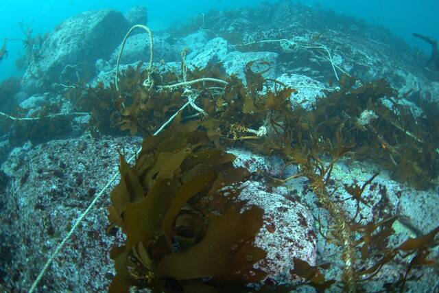 자연 암반에 앙카 볼트를 박아 로프를 고정하는 특허 공법이 적용된 바다숲 현장. 부실시공으로 로프가 탈락하는 바람에 해조류가 뿌리내리지 못한 채 암반 주변을 떠돌고 있다.