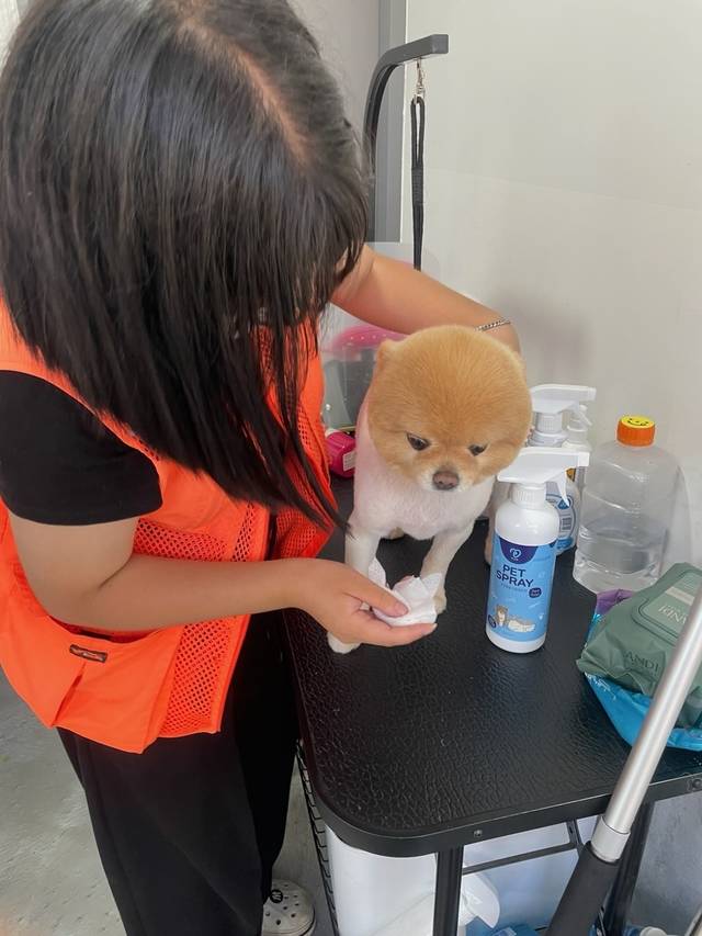 한 자립준비청년이 지난해 7월 애견호텔에서 인턴십 활동을 하고 있는 모습. 초록우산 제공