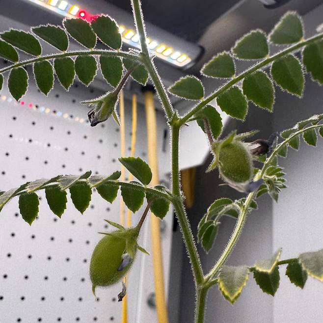 지렁이 퇴비 25%와 공생 곰팡이를 처리한 달 토양 모사체에서 자란 병아리콩의 씨앗 꼬투리./제시카 앳킨