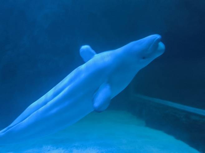 롯데월드 아쿠아리움은 2019년 10월 마지막 감금 벨루가 벨라를 방류하겠다고 발표했으나 2026년 3월 현재까지 이 약속은 지켜지지 않고 있다. 핫핑크돌핀스