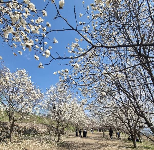 목련 명소 김해시민의 숲. /김해시
