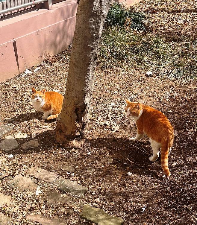 겨우내 온 세상에 별 일이 다 있었다. /필자 제공