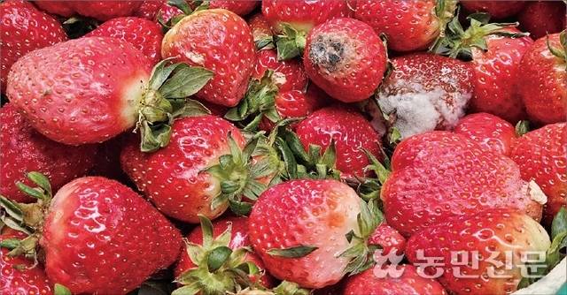 9일 오전 전남 담양농협 농산물산지유통센터(APC) 한곳에 끝이 물러지고 곰팡이가 피는 등 상품성이 떨어져 출하하지 못하는 딸기가 쌓여 있다.