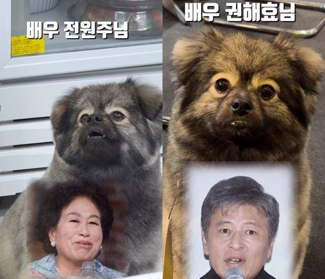 뽀숑이가 닮은 유명인2, 3. 전원주, 권해효. 보호자 제공