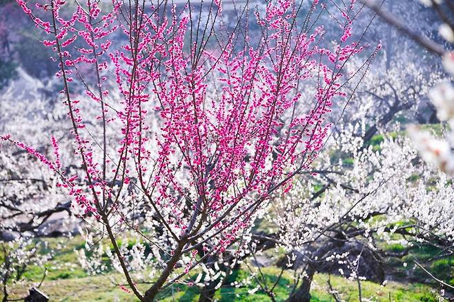 광양 매화마을 / 사진 = 한국관광공사