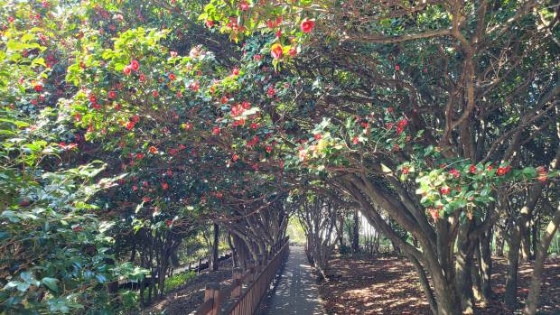 여수 오동도는 전국에서 손꼽히는 동백나무 군락지다.