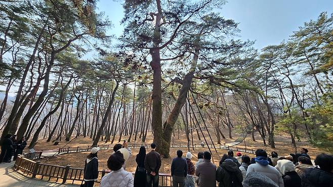 관람객들이 관음송을 둘러보고 있다.