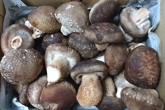 표고버섯