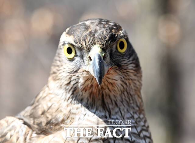 참매는 북반구의 울창한 숲에 주로 서식하는 맹금류로 매목 수리과에 속한다. 국내에서는 1982년 천연기념물 제323호-1호로 지정, 환경부 지정 멸종위기종 2급 보호종으로 분류돼 보호를 받고 있다. 몸길이는 48~61cm로 암컷이 수컷보다 크다. 매사냥에서는 수컷보다 크고 사냥이 활발한 암컷 참매가 사용된다.