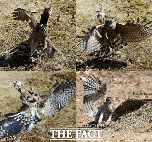 이 씨가 사육한 메추리를 이용해 매사냥을 선보였다. 다래가 매섭게 날아들어 단숨에 메추리를 제압했다.