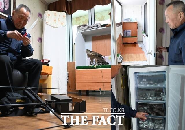 이 씨가 시치미에 단 위치추적기를 살피는 동안 다래가 얌전히 횟대에 앉아 휴식을 취하고 있다. 그의 집 거실은 매사냥을 위한 용품과 먹이냉장고, 횃대 등으로 가득 차 있다. 베란다는 오롯이 매를 위한 공간으로만 쓰인다.