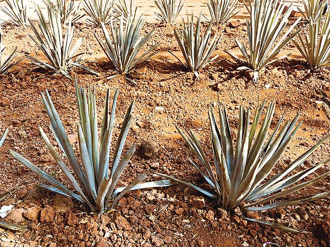 테킬라 지역의 화산토에서 자라는 블루아가베