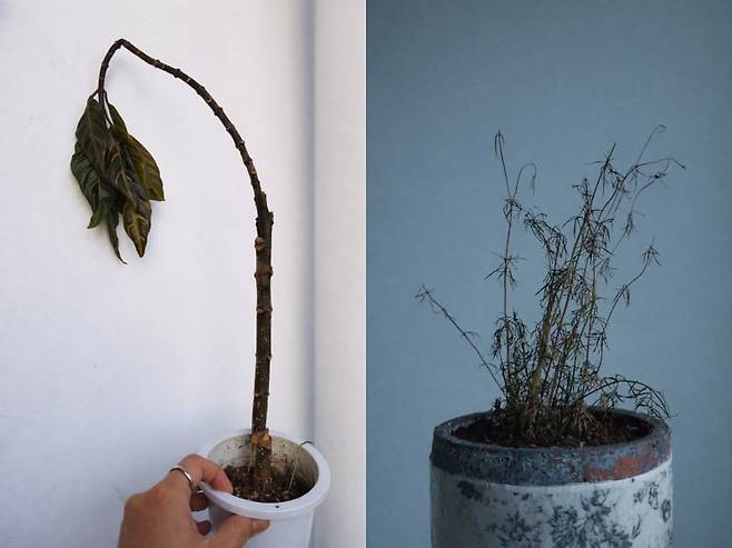 냉해입은 식물.