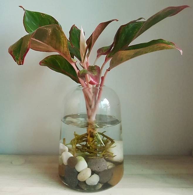 수경 재배로 번식한 아글라오네마 시암 오로라.