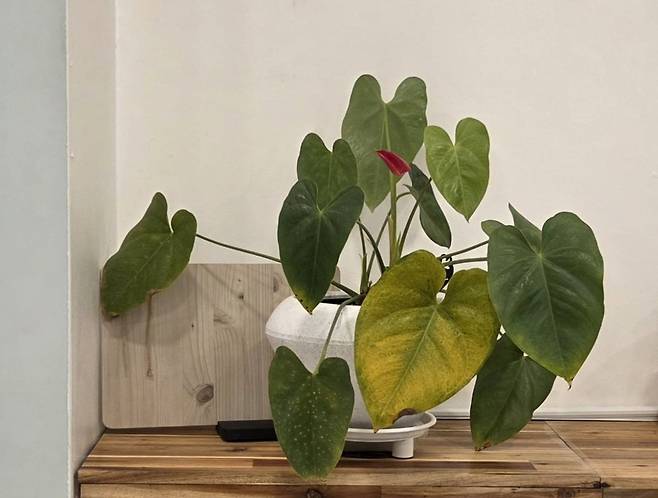 요가원에서 의뢰받은 안스리움 관리 전.