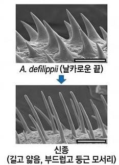 거친털군부(아래)와 유사 잠재종(위)의 육대 등면 가시 구조를 현미경으로 살펴본 모습. 거친털군부의 가시는 보다 둥글고 부드러운 형태를 띠고 있다. 황 교수 제공