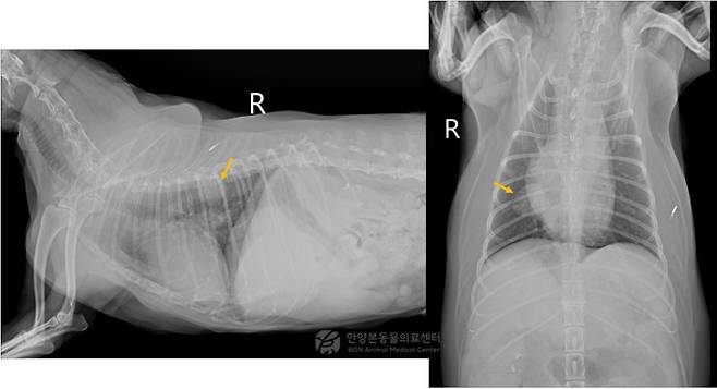 엑스레이 검사 결과 우측 폐 후엽 부위에서 발견된 종괴(본동물의료센터 제공) ⓒ 뉴스1
