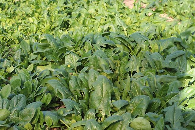 ▲ 포항 시금치 '포항초'.