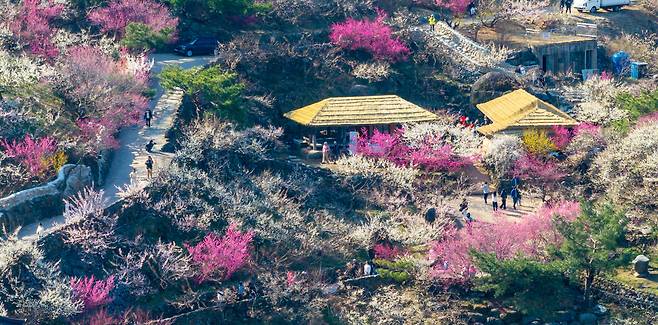 광양매화축제가 시작된 지난 13일 전남 광양시 다압면. 상춘객들이 활짝 핀 매화마을을 둘러보고 있다./김영근 기자