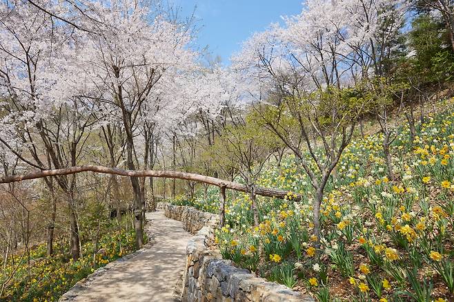 화담숲 수선화와 벚꽃의 앙상블