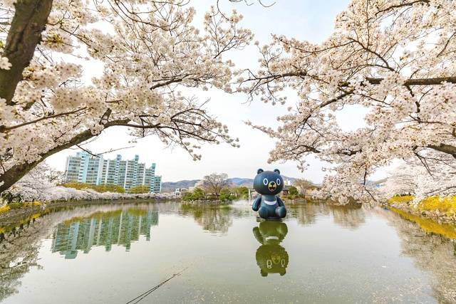 김천 연화지 벚꽃