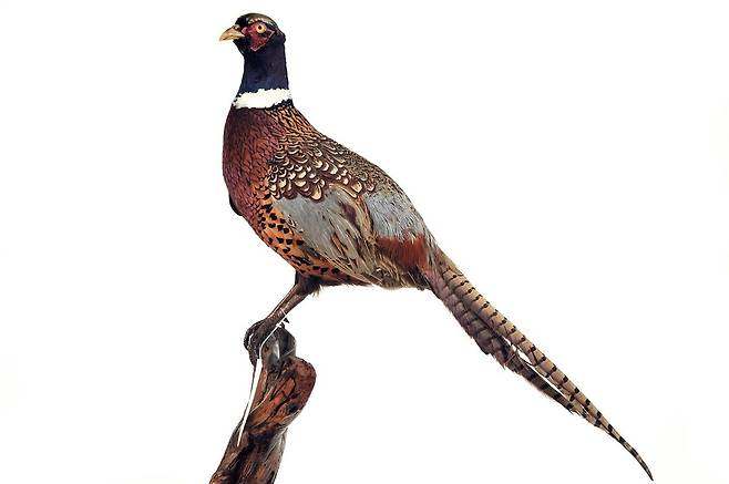 국립생물자원관