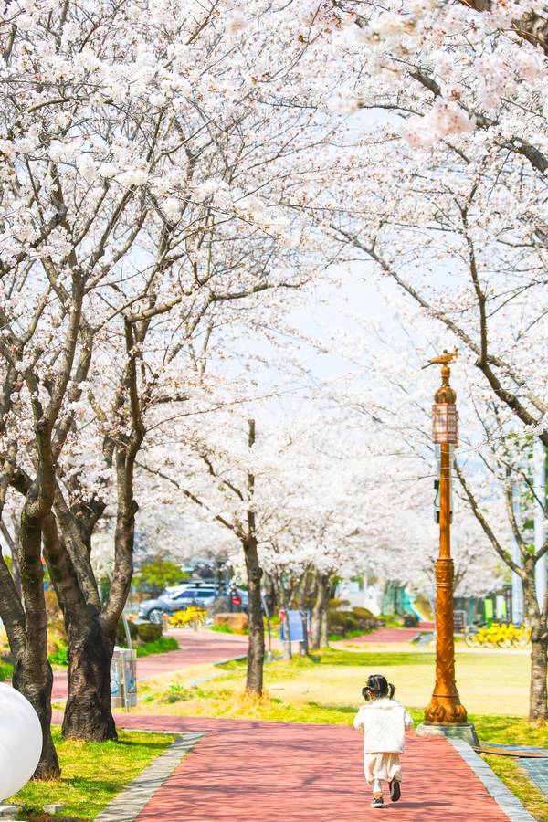 구례 섬진강 벚꽃길4