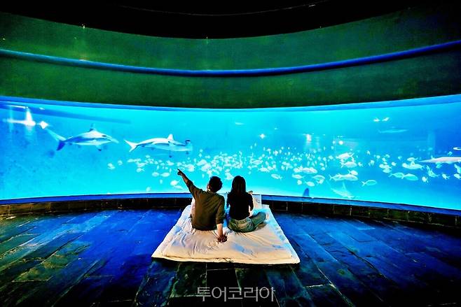 대만 핑둥 국립해양생물박물관에서는 수족관에서 하룻밤 보낼 수 있다.