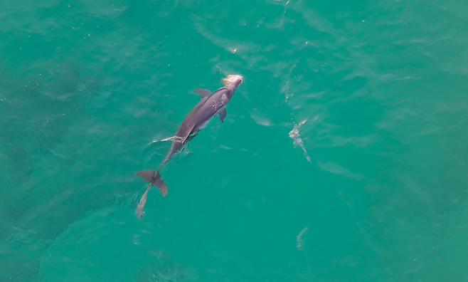 폐어구가 몸에 감긴 채 발견된 남방큰돌고래 '행운이'