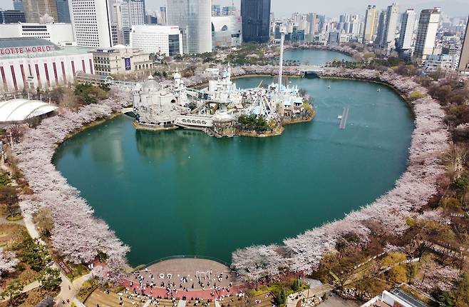 2025 호수 벚꽃 축제