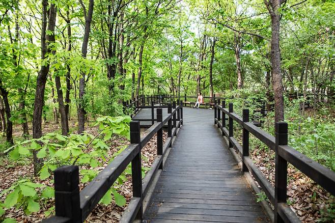 알고보면 여의도엔 생태숲도 있다
