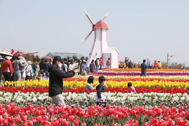 완연한 봄기운이 느껴지는 요즘, 도심을 벗어나 자연을 거닐며 지역 먹거리와 문화를 즐길 수 있는 다양한 행사가 이어지고 있다. 사진은 형형색색의 튤립이 만개한 신안 임자도. /신안군 제공