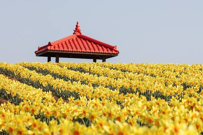 신안 지도읍 선도에서는 섬 전체가 황금빛 수선화로 물들며 싱그러운 봄 정취를 전하고 있다./신안군 제공
