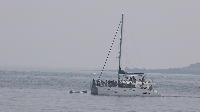 제주 서귀포시 대정읍 앞바다에서 선박을 이용해 돌고래를 구경하는 모습. 핫핑크돌핀스 제공.