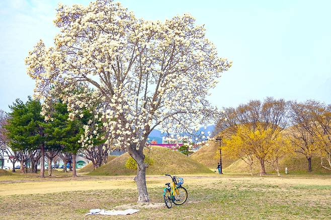 노서동 고분군에 목련이 피었다. 경주시 제공
