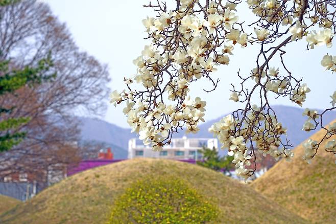 노서동 고분군 전경. 경주시 제공