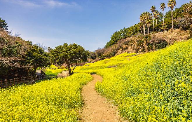 켄싱턴리조트 제주중문리조트 앞 엉덩물 계곡의 유채꽃