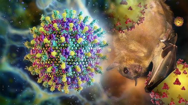 니파바이러스의 특징은 발병 초기에 증상이 가벼워 감기나 독감으로 착각되기 쉽다|출처: 클립아트코리아