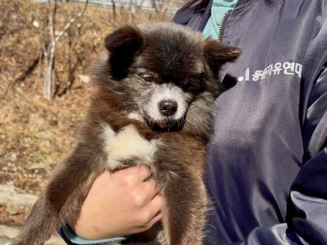 하쿠는 관절 건강이 좋지 않아 오랫동안 산책을 이어갈 수는 없다. 동그람이 정진욱