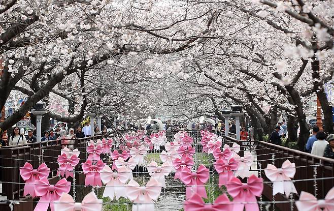 전국 최대 벚꽃 축제인 '제64회 진해군항제'가 개막한 27일 경남 창원 진해구 여좌천을 찾은 관광객들이 벚꽃을 감상하고 있다. 제64회 진해군항제는 이날부터 4월 5일까지 10일간 진해구 전역에서 진행된다. 뉴스1